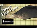 Elastic Fish Jaw presented by Best of YouTube