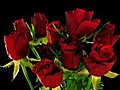 Time-lapse Of Opening Red Roses Bouquet ALPHA Matte 4 Stock Footage