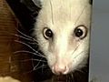 Meet Heidi,  The Cross-Eyed Opossum