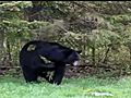 Woman Attacked By Bear