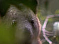 Tree climbing kangaroos