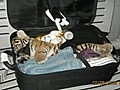 Woman Tries to Smuggle Tiger Cub on Plane