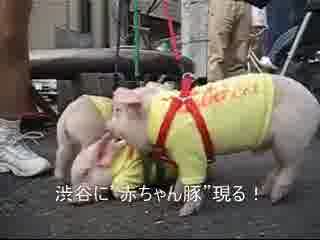 渋谷に豚現る！