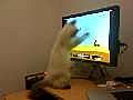 Cat Plays Duck Hunt