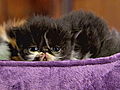 Too Cute! Kittens: Persian Kitten Searches for a Sleeping Spot