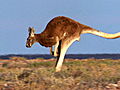 Mutant Planet: Red Kangaroo