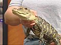 SLA - Bunny Watson introduces the American Alligator