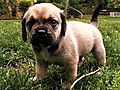 Puppy Bowl VII: Pet Adoption Criteria