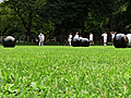 Lawn Bowling in Central Park