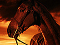 War Horse - Trailer No. 1
