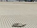 Turtle delay at JFK