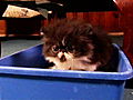 Too Cute! Kittens: A Lot of New Firsts