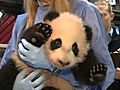 Panda Cub’s Thirteenth Exam