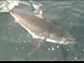 More great white sharks spotted off Cape Cod