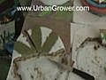 Urban Grower Weed Cakes