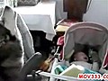 Dog Howls Because Baby Cries