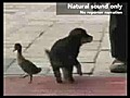 Çirkin ördek yavrusu köpeği annesi sanıyor :)
