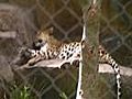 asiatische Leoparden im Secret Garden von Siegfried & Roy