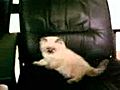 chaton ragdoll Vidéo-0003.3gp