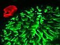 Fluorescent coral could aid cancer research