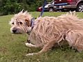 After Tornado,  Crippled Dog Crawls Home