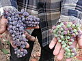 TreeHugger TV: Appellation Wines