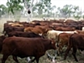 WA farmer postpones cattle cull