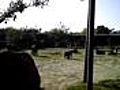 Mom and Baby Elephant at Zoo