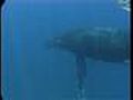 Documental ?Ballenas? 6