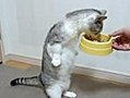 Cat Eats Standing Up