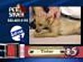 8/7 Pet Saver: Tinker the dog
