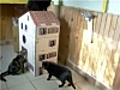 Une Maison pour chats à Beauregard