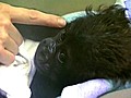 Tiny Baby Gorilla