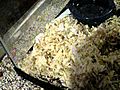 Adorable Rat Tries to Hide
