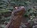 Virgin Komodo dragon pregnant