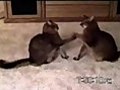 Funny Cats 2 (ÐÐ°Ð±Ð°Ð²Ð½ÑÐµ ÐºÐ¾ÑÐºÐ¸ 2)