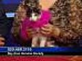 'Kitty' - 1-Year-Old Cat - #A04041551