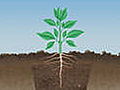Planting Bare Root Seedlings