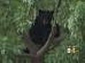 Bear Takes Residence In Colorado Springs Tree