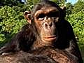 La similitud entre el chimpancé y el hombre