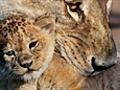 Baby lion cub at Monarto