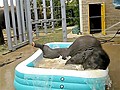 Two Elephants Love Bath Time