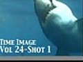 Great White Sharks Footage Vol 24 PublicDomainFootage.com