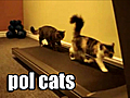 Pol Cats: The Treadmill