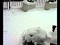 Tiggster in the snow