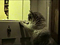 Cat Uses Door Knocker