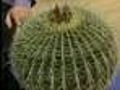 Composer Uses House Plants To Create Music
