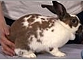 Spaying or Neutering your Rabbit