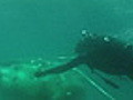 Divers Free Trapped Whale