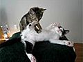 Georges-Pierre Tonnelier trouve super mignons les petits massages entre chatons